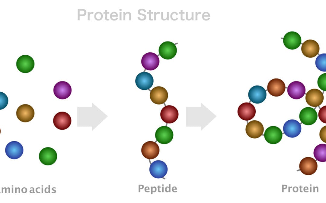 Amino Acids: What They Are